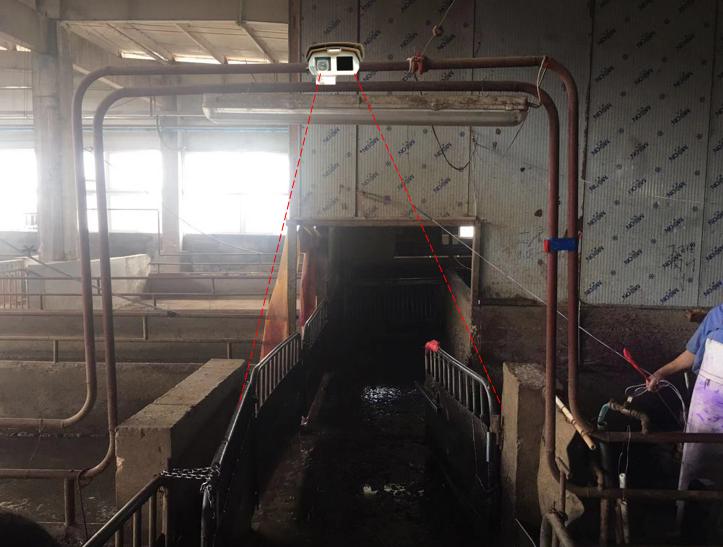 thermal camera; Pig Infrared Temperature Monitoring